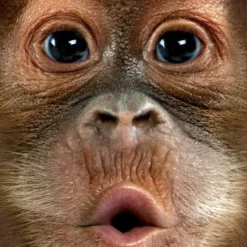 Bewild Baby Orangutan Big Face Men's T-Shirt