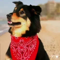 Bewild Bandannas Bandanas - Red Camoflauge Bandanna 10 Bewild Bandannas Bandanas - Red Camoflauge Bandanna