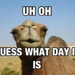 Bewild Guess What Day It Is? Camel Hump Day Girl's T-Shirt Cool Funny & Offensive