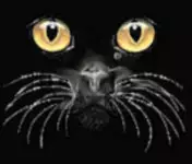 Bewild Cool Funny & Offensive Black Cat Face Girls T-Shirt