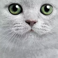 Bewild The Mountain Apparel Green Eyes Cat Big Face Men's T-Shirt