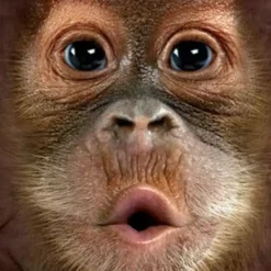 Bewild Kid's Baby Orangutan Big Face T-Shirt The Mountain Apparel