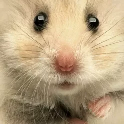 Bewild Kid's Hamster Big Face T-shirt 10 Bewild Kid's Hamster Big Face T-shirt