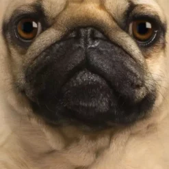 Bewild The Mountain Apparel Pug Big Face Men's T-Shirt 10 Bewild The Mountain Apparel Pug Big Face Men's T-Shirt