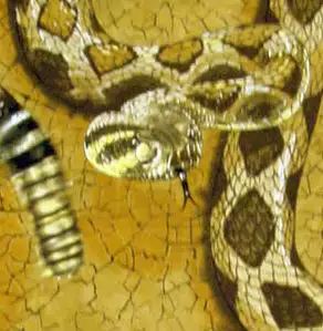 Bewild Rattler T-Shirt Cool Funny & Offensive 5 Bewild Rattler T-Shirt Cool Funny & Offensive