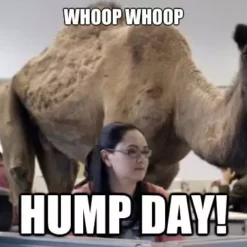 Bewild Cool Funny & Offensive Kids Hump Day Camel T-Shirt