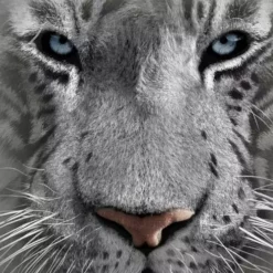 Bewild The Mountain Apparel White Tiger Big Face Men's T-Shirt